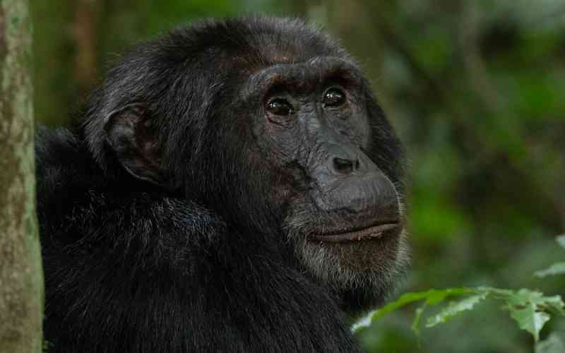 Kibale Chimpanzee Trekking