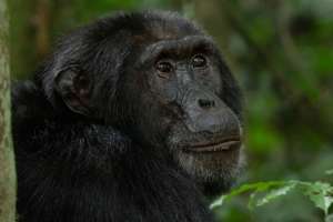 Kibale Chimpanzee Trekking