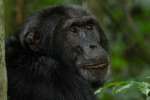 Kibale Chimpanzee Trekking 