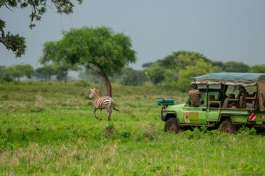 Safari Vehicle and Zebra Uganda 