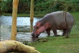 Lake Nakuru Hippo 