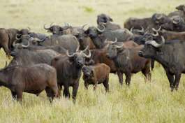 Buffalo in Ngorongoro 