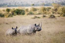 Rhinos Masai Mara Kenya 