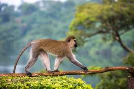 Vervet Monkey Jinja 