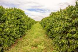 Coffee Plantation Visit 