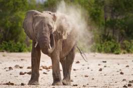 Elephant in South Luangwa 