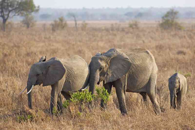 Mikumi Elephants