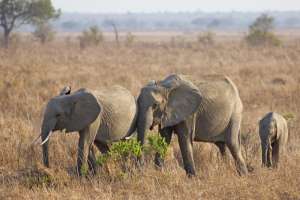 Mikumi Elephants