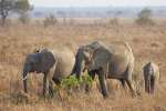 Mikumi Elephants 
