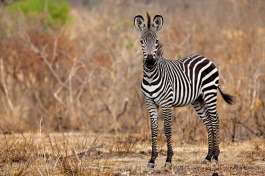 Mikumi Safari Zebra 