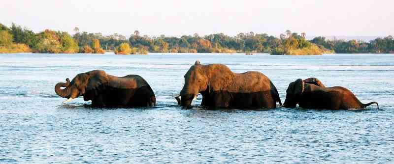 Elephants Swimming In Chobe River