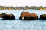 Elephants Swimming In Chobe River