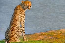 Hwange Cheetah 