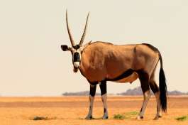 Oryx in Namib Desert 