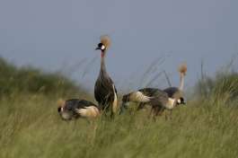African Crowned Crane Uganda 