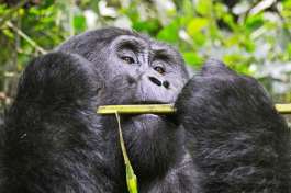 Gorilla in Bwindi 