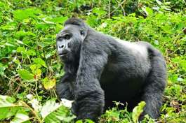 Silver Back Gorilla Bwindi 