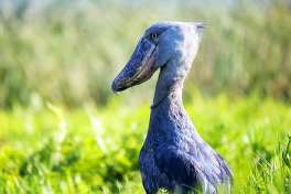 Shoebill Stork at Rhino Sanctuary Uganda 