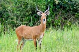 Ugandan Kob  
