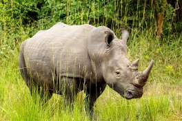 Ziwa Rhino Trekking 