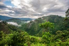 Bwindi Impenetrable Forest National Park Landscape 