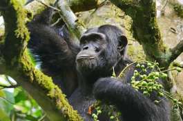 Chimpanzee in Kibale National Park 