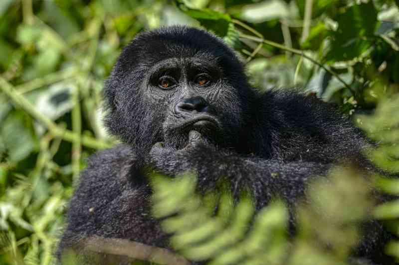 Gorilla Bwindi Impenetrable National Park
