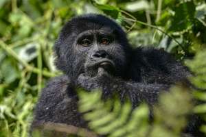 Gorilla Bwindi Impenetrable National Park