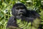 Gorilla Bwindi Impenetrable National Park