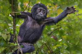 Young Gorilla in Bwindi 