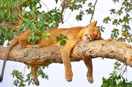 Queen Elizabeth National Park Tree Climbing Lion 