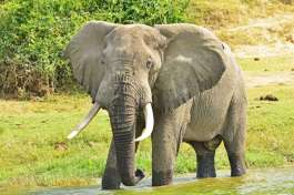 Queen Elizabeth National Park Elephant 