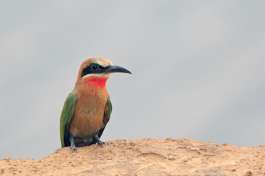 Carmine Bee-Eater Luangwa River 