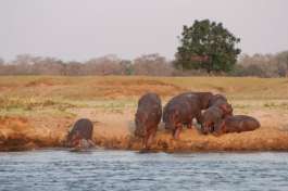 Hippos at Luangwa River 