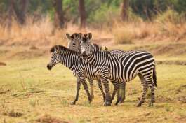 South Luangwa Zebra 