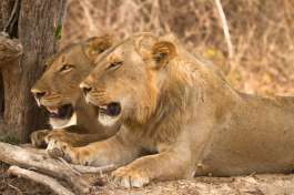 South Luangwa Lions 