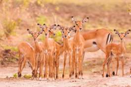Impalas at South Luangwa 