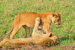 Lions in Queen Elizabeth national Park 
