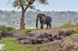 Big 5 safari in Uganda 