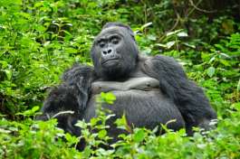 Gorilla in Bwindi 