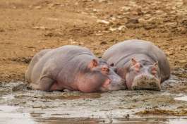 Hippos Resting Queen Elizabeth National Park 