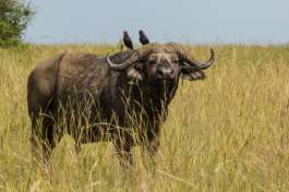 Buffalo Queen Elizabeth National Park 