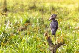 Shoebill Stork Queen Elizabeth National Park 