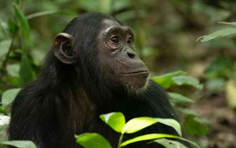 Young Chimpanzee in Kibale National Park