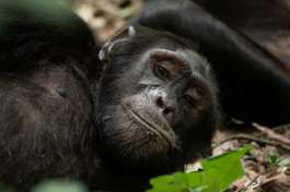 Chimp in Kibale National Park 