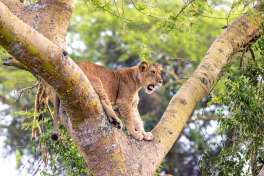 Uganda safari lion 