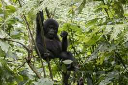 Baby Gorilla in Bwindi National Park 