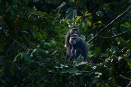 Blue Diademed Monkeys in Bwindi 