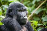 Bwindi National Park Gorilla 