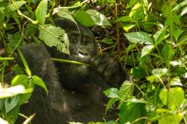 Gorilla busy eating in Bwindi 